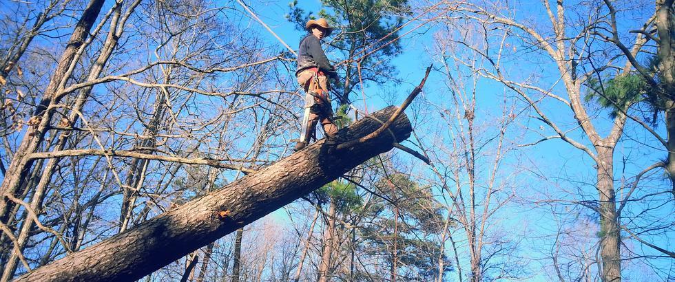 Burwood Tree Services