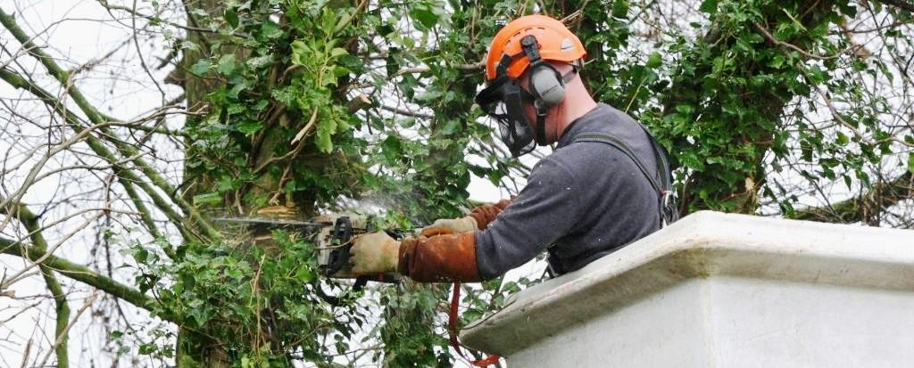Tree Services Burwood