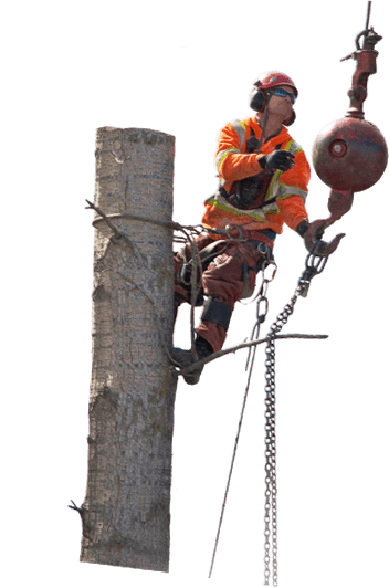 Tree Stump Professional
