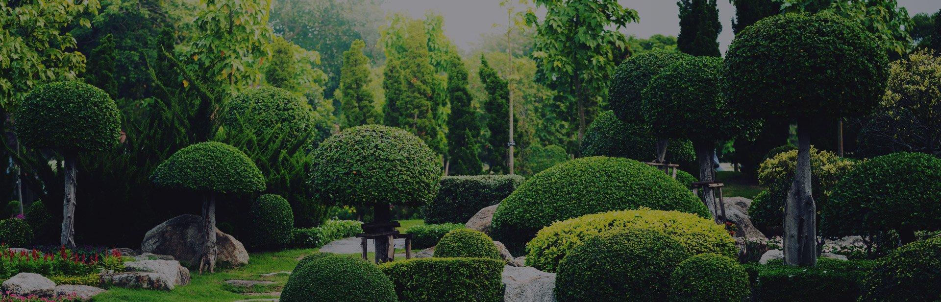 Tree Removal Blackburn