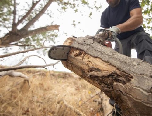 Stump Grinding in Melbourne: What Homeowners Should Know