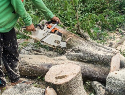 Affordable Stump Removal in Melbourne: How to Save Money