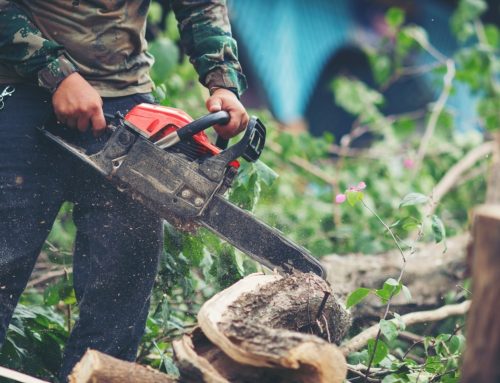 Tree Mulching Benefits After Tree and Stump Removal