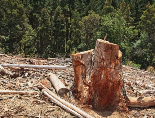 Can Tree Stumps Damage Retaining Walls Over Time?