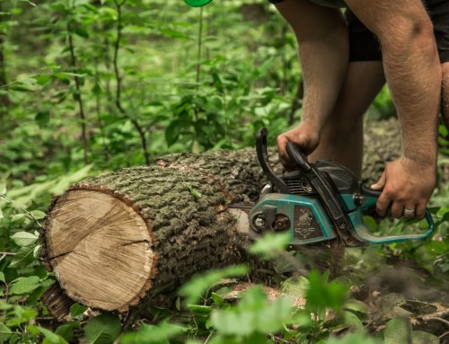 How Modern Stump Grinding Equipment Delivers Faster, Cleaner, and More Efficient Results