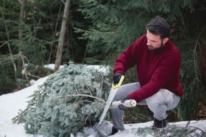 stump grinding services Melbourne
